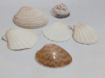 Lote com 6 conchas naturais de Vieira e bivalve. Detalhes conforme fotos, _(ºLº)_ Caso necessite, tire todas suas dúvidas via atendimento personalizado por WhatsApp: (11) 98681-9377. Não deixe para última hora! Antecipadamente agradecemos pelo seu lance. Sem testes ou garantias futuras de originalidade, funcionalidade, material ou procedência.