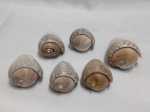 Lote com 6 conchas da espécie Olivancillaria urceus para decoração. Detalhes conforme fotos, _(ºLº)_ Caso necessite, tire todas suas dúvidas via atendimento personalizado por WhatsApp: (11) 98681-9377. Não deixe para última hora! Antecipadamente agradecemos pelo seu lance. Sem testes ou garantias futuras de originalidade, funcionalidade, material ou procedência.