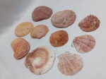 Lote com 10 conchas de vieiras, moluscos bivalves marinhos da família Pectinidae. Detalhes conforme fotos, _(ºLº)_ Caso necessite, tire todas suas dúvidas via atendimento personalizado por WhatsApp: (11) 98681-9377. Não deixe para última hora! Antecipadamente agradecemos pelo seu lance. Sem testes ou garantias futuras de originalidade, funcionalidade, material ou procedência.