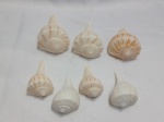 Lote com 7 conchas de búzios, também chamadas de whelks. Em contextos religiosos hindus, este tipo de concha com espiral voltada para a direita é conhecida como Dakshinavarti Shankh e é considerado raro e sagrado. Detalhes conforme fotos, _(ºLº)_ Caso necessite, tire todas suas dúvidas via atendimento personalizado por WhatsApp: (11) 98681-9377. Não deixe para última hora! Antecipadamente agradecemos pelo seu lance. Sem testes ou garantias futuras de originalidade, funcionalidade, material ou procedência.
