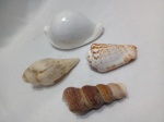 Lote com 4 conchas marinhas naturais diversas. Inclui uma concha búzio ovo e conchas espiraladas com padrões marrons. Detalhes conforme fotos, _(ºLº)_ Caso necessite, tire todas suas dúvidas via atendimento personalizado por WhatsApp: (11) 98681-9377. Não deixe para última hora! Antecipadamente agradecemos pelo seu lance. Sem testes ou garantias futuras de originalidade, funcionalidade, material ou procedência.