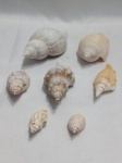 Lote com 7 conchas marinhas naturais. Detalhes conforme fotos, _(ºLº)_ Caso necessite, tire todas suas dúvidas via atendimento personalizado por WhatsApp: (11) 98681-9377. Não deixe para última hora! Antecipadamente agradecemos pelo seu lance. Sem testes ou garantias futuras de originalidade, funcionalidade, material ou procedência.