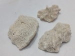 3 fragmentos de coral branco naturais encontrados em praias. Detalhes conforme fotos, _(ºLº)_ Caso necessite, tire todas suas dúvidas via atendimento personalizado por WhatsApp: (11) 98681-9377. Não deixe para última hora! Antecipadamente agradecemos pelo seu lance. Sem testes ou garantias futuras de originalidade, funcionalidade, material ou procedência.
