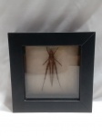 Quadro com inseto preservado. Contém um gafanhoto da espécie Acrida cinerea, também conhecido como gafanhoto-de-cabeça-longa. Quadro com aprox. 4,2 x 13 x 13cm. Detalhes conforme fotos, _(ºLº)_ Caso necessite, tire todas suas dúvidas via atendimento personalizado por WhatsApp: (11) 98681-9377. Não deixe para última hora! Antecipadamente agradecemos pelo seu lance. Sem testes ou garantias futuras de originalidade, material ou procedência.