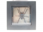 Quadro com inseto preservado. Exemplar taxidermizado de uma aranha-armadeira (Phoneutria nigriventer), acondicionada em uma moldura decorativa. Quadro com aprox. 4,2 x 13 x 13cm. Detalhes conforme fotos, _(ºLº)_ Caso necessite, tire todas suas dúvidas via atendimento personalizado por WhatsApp: (11) 98681-9377. Não deixe para última hora! Antecipadamente agradecemos pelo seu lance. Sem testes ou garantias futuras de originalidade, material ou procedência.