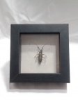 Quadro com inseto preservado. Besouro da família Cerambycidae, popularmente conhecido como besouro-longicórnio, preservado em uma moldura decorativa. Quadro com aprox. 4,2 x 13 x 13cm. Detalhes conforme fotos, _(ºLº)_ Caso necessite, tire todas suas dúvidas via atendimento personalizado por WhatsApp: (11) 98681-9377. Não deixe para última hora! Antecipadamente agradecemos pelo seu lance. Sem testes ou garantias futuras de originalidade, material ou procedência.