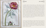 PANCRACE BESSA (1772-1846) - "PAEONIA TENUIFOLIA" Desenho original criado para ilustrar o album "Herbier Général de l'Amateur" (1816/1848). Sendo 1 das 575 obras, realizadas em guache e aquarela sobre giz preto com goma arábica em folha de pergaminho, linhas de enquadramento duplas em tinta marrom e dourada. Assinada de punho no c.i.e : P. BESSA. Medida somente desenho: 18.6 x 11,4 cm e folha: 26.6 x 21 cm. Acompanha material de pesquisa impresso. Obs:  folha com suave ondulação --- NOTA IMPORTANTE:  As aquarelas originais de Pancrace Bessa para o Herbier général de l'amateur permaneceram juntas por mais de 120 anos. Em 1826, a série completa de desenhos em pergaminho foi dada pelo Rei Carlos X (1757-1836) à sua nora, a Duquesa de Berri, nascida Princesa Carolina de Nápoles e Sicília (1798-1870). Por sua vez, passaram para sua irmã, a Princesa Teresa Cristina das Duas Sicílias (1822-1889), esposa e consorte do Imperador do Brasil, Dom Pedro II. Por volta de 1890, as aquarelas foram doadas por Dom Pedro ao recém-nomeado diretor do Jardim Botânico do Rio de Janeiro, o botânico João Barbosa Rodrigues (1842-1909). As obras acabaram por passar para Paulo de Campos-Porto (1889-1968), neto (por casamento) de Barbosa Rodrigues e também, em certa altura, diretor do Jardim Botânico do Rio, onde os desenhos foram expostos no verão de 1946. As aquarelas de Bessa para o Herbier général de l'amateur foram também exibidas em conjunto em exposições realizadas em Boston, São Francisco e Nova Iorque entre 1946 e 1947, antes de serem finalmente dispersas num leilão em Los Angeles, em novembro de 1947. Quarenta e seis aquarelas de Bessa para o Herbier général de l'amateur encontram-se hoje no Muséum national d'Histoire naturelle, em Paris. Outros desenhos em pergaminho de Bessa para o Herbier général, encontram-se nas coleções da Morgan Library and Museum em Nova Iorque, do Hunt Institute for Botanical Documentation da Carnegie Mellon University em Pittsburgh, da Broughton Collection no Fitzwilliam Museum em Cambridge, da Royal Horticultural Society em Londres, entre outros.  ------- VER A GRAVURA realizada a partir desta obra original, no tomo 7 (1824) digitalizada pela Biodiversity Heritage Library : https://www.biodiversitylibrary.org/page/52938038#page/115/mode/1up ---- VER COTAÇÕES na Sothebys, Christies e outros: --- https://www.sothebys.com/en/auctions/ecatalogue/2011/old-master-british-drawings-sale-l11040/lot.123.html ------ https://www.christies.com/en/lot/lot-4201441 ----- https://www.stephenongpin.com/object/790654/0/drawing-for-the-herbier-general-de