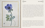 PANCRACE BESSA (1772-1846) - "ANEMONE CORONARIA" Desenho original criado para ilustrar o album "Herbier Général de l'Amateur" (1816/1848). Sendo 1 das 575 obras, realizadas em guache e aquarela sobre giz preto com goma arábica em folha de pergaminho, linhas de enquadramento duplas em tinta marrom e dourada. Assinada de punho no c.i.e : P. BESSA. Medida somente desenho: 18.6 x 11,4 cm e folha: 26.6 x 21 cm. Acompanha material de pesquisa impresso. Obs:  folha com suave ondulação --- NOTA IMPORTANTE:  As aquarelas originais de Pancrace Bessa para o Herbier général de l'amateur permaneceram juntas por mais de 120 anos. Em 1826, a série completa de desenhos em pergaminho foi dada pelo Rei Carlos X (1757-1836) à sua nora, a Duquesa de Berri, nascida Princesa Carolina de Nápoles e Sicília (1798-1870). Por sua vez, passaram para sua irmã, a Princesa Teresa Cristina das Duas Sicílias (1822-1889), esposa e consorte do Imperador do Brasil, Dom Pedro II. Por volta de 1890, as aquarelas foram doadas por Dom Pedro ao recém-nomeado diretor do Jardim Botânico do Rio de Janeiro, o botânico João Barbosa Rodrigues (1842-1909). As obras acabaram por passar para Paulo de Campos-Porto (1889-1968), neto (por casamento) de Barbosa Rodrigues e também, em certa altura, diretor do Jardim Botânico do Rio, onde os desenhos foram expostos no verão de 1946. As aquarelas de Bessa para o Herbier général de l'amateur foram também exibidas em conjunto em exposições realizadas em Boston, São Francisco e Nova Iorque entre 1946 e 1947, antes de serem finalmente dispersas num leilão em Los Angeles, em novembro de 1947. Quarenta e seis aquarelas de Bessa para o Herbier général de l'amateur encontram-se hoje no Muséum national d'Histoire naturelle, em Paris. Outros desenhos em pergaminho de Bessa para o Herbier général, encontram-se nas coleções da Morgan Library and Museum em Nova Iorque, do Hunt Institute for Botanical Documentation da Carnegie Mellon University em Pittsburgh, da Broughton Collection no Fitzwilliam Museum em Cambridge, da Royal Horticultural Society em Londres, entre outros.  ------- VER A GRAVURA realizada a partir desta obra original, no tomo 7 (1824) digitalizada pela Biodiversity Heritage Library : https://www.biodiversitylibrary.org/page/52938038#page/115/mode/1up ---- VER COTAÇÕES na Sothebys, Christies e outros: --- https://www.sothebys.com/en/auctions/ecatalogue/2011/old-master-british-drawings-sale-l11040/lot.123.html ------ https://www.christies.com/en/lot/lot-4201441 ----- https://www.stephenongpin.com/object/790654/0/drawing-for-the-herbier-general-de