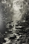 Sebastião Salgado (1944-2025). Floresta altitude. Fotografia. 25,5 x 17 cm. 2018. Acompanha certificado de autenticidade.