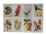 Revue Horticole | Lote composto por 6 reproduções de ilustrações botânicas da publicação Revue Horticole, com representações policromadas de flores e frutas. Apresentam fundo amarelado característico de papel antigo. -dim- 19x27cm.