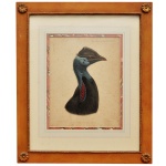 Representação de Casuarius picticollis hecki. Ilustração de cabeça e do pescoço de uma ave exótica com plumagem colorida. Gravura Aquarelada. Obra ilustrada e litografada por John Gerrard Keulemans e impressa pela Mintern Brothers. 28 x 23 cm (MI). 52 x 44 cm (ME). Emoldurada em madeira com detalhes ornamentais entalhados nos quatro cantos