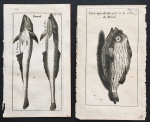 gravura - lote com 2 gravuras de peixes "Sucet e Porc epic - publicado na obra -" Relation dun voyage fait en 1695, 1696, & 1697 - François Froger - (Paris, c.1700)" - imagem (13x6,5) cm. - folha (15x8,5)cm. - papel com as bordas irregulares amareladas - furos de bicho.