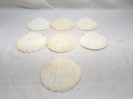 Lote de 7 conchas naturais para decoração. Medindo 12cm x 12cm.