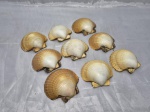 Jogo de 9 conchas naturais para decoração. Medindo em media 8,5cm x 7,5cm.