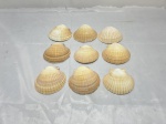 Lote de 9 conchas naturais para decoração. Medindo aproximadamente 9cm x 8cm.