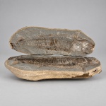 FÓSSEIS  Conjunto composto por duas placas fossilíferas contendo exemplares de peixe pré-histórico atribuídos à espécie Roslerichthys riomafrensis Hamel.Medindo 33 x 12 x 6 cm, apresentam fósseis preservados em matriz rochosa natural, permitindo observar crânio, coluna vertebral, costelas, nadadeiras e demais estruturas do esqueleto. As placas possuem contornos irregulares e tonalidades terrosas características. Roslerichthys riomafrensis é um peixe actinopterígio registrado em depósitos do Folhelho Lontras, Formação Rio do Sul, na região de Mafra, Santa Catarina, atribuído ao Permiano Inferior, entre 298 e 295 milhões de anos.