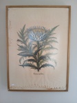 "Corona Imperialis  florum  clafre  duplici", Belíssima gravura vintage, Aquarelada com a técnica de pochuá, Med. 72 x 52 cm . Presença de pontos de acidez sobre o papel. Acervo Particular Rio de Janeiro/RJ.Moldura no estado