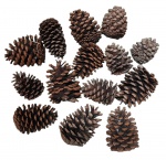NATALINO - Lote composto por 14 pinhas - 12x08 cm a maior e 09x06 cm a menor - necessitando limpeza.