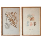Conjunto de 2 gravuras (1808), sendo: A) MACROCYSTE A FRONDS ETROITES  Macrocystis Augustifrons B. B) HALYMÉNIE VARIÉE. Halymenia Variegata. B. 46 x 30 cm (MI). 50 x 32 cm (ME).