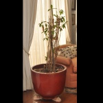 Grande vaso em cerâmica vitrificado, configurado com uma camada interna de cacos de barro ou substrato rústico para drenagem ou preparo de plantio. Esse modelo, muito semelhante aos sofisticados vasos vietnamitas, possui um acabamento marrom avermelhado polido. 50 x 60 cm. SINAIS DE USO E DO TEMPO, NÃO TEM A PLANTA.