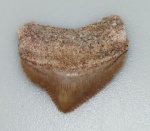 DENTE DE TUBARAO CORVO FOSSILIZADO ORIGINAL COM CERTIFICADO - ESPECIE SQUALICORAX - PERIODO CRETACEO - MEDIDAS: 2,5 X 2,0 CM - PESO: 1 GRAMA - ENCONTRADO EM DAKHIA MARROCOS - EM PERFEITO ESTADO CONFORME FOTOS