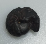 GONIATITA FOSSILIZADO ORIGINAL COM CERTIFICADO - ESPECIE INDETERMINADA - PERIODO DEVONIANO -  MEDIDAS: 1,5 X 1,5 CM - PESO: 1 GRAMA - ENCONTRADO NO MARROCOS - EM PERFEITO ESTADO CONFORME FOTOS