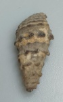 GASTROPODE FOSSILIZADO ORIGINAL COM CERTIFICADO - OS GASTROPODES "CARACOIS" EXISTEM DESDE O FINAL DO PERIODO CAMBRIANO, ESTE FOSSIL DE MORFOLOGIA ESPIRALADA E A CONCHA DE UM GASTROPODE - ESPECIE INDETERMINADA - PERIODO CRETACEO - MEDIDAS: 3 X 1,2 CM - PESO: 4 GRAMAS - ENCONTRADO NO MARROCOS - EM PERFEITO ESTADO CONFORME FOTOS