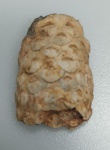 ESTROBILO FOSSILIZADO ORIGINAL COM CERTIFICADO - OS ESTROBILOS SAO CONSIDERADOS A MAIS ANTIGA DIVISÃO DE PLANTAS VASCULARES EXTANTES, OU SEJA, QUE AINDA EXISTEM ATUALMENTE - ESPECIE EQUICALASTROBUS CHINLEANA - PERIODO EOCENO - MEDIDAS: 3 X 1,2 CM - PESO: 4 GRAMAS - ENCONTRADO NO SAARA OCIDENTAL - EM PERFEITO ESTADO CONFORME FOTOS