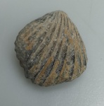 BRAQUIOPODE FOSSILIZADO ORIGINAL COM CERTIFICADO - OS BRAQUIOPODES APRESENTAM CORPO MOLE INCLUSO EM UMA CARAPAÇA COMPOSTA POR DUAS VALVAS, SEMELHANTE AOS BIVALVES, NO ENTANTO NOS BRAQUIOPODES A CONCHA INFERIOR E MAIOR DO QUE A SUPERIOR - ESPECIE ATRYPA SP - PERIODO DEVONIANO - MEDIDAS: 3 X 1,2 CM - PESO: 4 GRAMAS - ENCONTRADO NO SAARA OCIDENTAL - EM PERFEITO ESTADO CONFORME FOTOS
