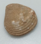 BIVALVE FOSSILIZADO ORIGINAL COM CERTIFICADO - OS BIVALVES APRESENTAM CORPO MOLE INCLUSO EM UMA CARAPAÇA COMPOSTA POR DUAS VALVAS SEND QUE AS CONCHAS SUPERIOR E INFERIOR TEM O MESMO TAMANHO - ESPECIE LAEVASTARTE SP - PERIODO EOCENO - MEDIDAS: 3 X 1,2 CM - PESO: 4 GRAMAS - ENCONTRADO NO SAARA OCIDENTAL - EM PERFEITO ESTADO CONFORME FOTOS