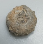 OURIÇO DO MAR FOSSILIZADO ORIGINAL COM CERTIFICADO - OS OURIÇOS DO MAR TEM UM ENDOESQUELETO RIGIDO FEITO DE OSSICULOS DE CALCARIO QUE FORMAM ESSA ESTRUTURA GLOBULAR. - ESPECIE INDETERMINDADA - PERIODO CRETACEO - MEDIDAS: 3 X 1,2 CM - PESO: 4 GRAMAS - ENCONTRADO NO SAARA OCIDENTAL - EM PERFEITO ESTADO CONFORME FOTOS