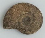 AMONITA FOSSILIZADA ORIGINAL COM CERTIFICADO - AS AMONITAS SAO CEFALOPODES EXTINTOS PARENTES DE POLVOS E LULAS ATUAIS. - ESPECIE INDETERMINDADA - PERIODO CRETACEO - MEDIDAS: 3 X 1,2 CM - PESO: 4 GRAMAS - ENCONTRADO NO SAARA OCIDENTAL - EM PERFEITO ESTADO CONFORME FOTOS