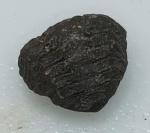 TRILOBITA ACASTOIDES FOSSILIZADA ORIGINAL COM CERTIFICADO - AS TRILOBITAS ACASTOIDES REFERE-SE A UM GÊNERO EXTINTO DE TRILOBITA, ARTRÓPODES MARINHOS QUE DOMINARAM OS OCEANOS DURANTE A ERA PALEOZOICA - ESPECIE ACASTIDAE - PERIODO SILURIANO A DEVONIANO - MEDIDAS: 1,0 CM - PESO: 1 GRAMAS - ENCONTRADO EM MARROCOS - EM PERFEITO ESTADO CONFORME FOTOS