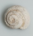 GASTROPODE FOSSILIZADO ORIGINAL COM CERTIFICADO - OS GASTROPODES "CARACOIS" EXISTEM DESDE O FINAL DO PERIODO CAMBRIANO, ESTE FOSSIL DE MORFOLOGIA ESPIRALADA E A CONCHA DE UM GASTROPODE - ESPECIE INDETERMINADA - PERIODO CRETACEO - MEDIDAS: 3 X 1,2 CM - PESO: 4 GRAMAS - ENCONTRADO NO MARROCOS - EM PERFEITO ESTADO CONFORME FOTOS