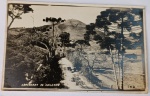 Foto Postal Antigo (c. 1940) Arredores de Caxambu com Carroça e Araucárias, Caxambu - MGBelíssimo e bucólico registro panorâmico da zona rural que circunda a estância hidromineral. A composição destaca em primeiro plano uma estrada de terra por onde trafega uma carroça puxada por tração animal. A paisagem é ricamente emoldurada por imponentes Araucárias (Pinheiros-do-paraná) nas laterais e, ao fundo, avista-se a silhueta do imponente Morro de Caxambu sob uma perspectiva campestre.