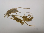 Fang, Ratos, gravura, tiragem 16/50, 35x50cm, sem moldura, necessita de limpeza