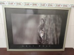 Quadro decorativo com moldura metálica prata e vidro, apresentando fotografia artística "Gray Wolf" de Jim Brandenburg, com imagem de lobo cinzento em plano fechado. Medindo a moldura 89cm x 66cm.