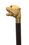 Magnífica bengala de madeira nobre com castão de marfim e ouro, brasonada em forma de cabeça de leão, medindo 89 cm comp.