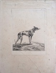 Autor não identificado, gravura francesa em água forte, século XIX, representado cachorro, no estado,  19,5 x 14,5 cm