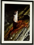 Fotografia - Marcos Mello, (Nova Friburgo/RJ, 1952), "Cravo Escravo" , 2015. med. 69 x 49 cm (tamanho da obra), 84 x 64 cm (tamanho da moldura). Proveniente do atelier do Artista. Acompanha Certificado.