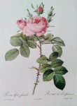 GRAVURA - " Rosier des Parfumes", Ilustração botânica, Langlois Sculpe. Imprimerie de Reimond. Impressão s/ papel Bergér, medindo 40 x 30 cm. Ótimo estado.