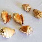 6 Conchas Naturais do Mar Caracol " STRAMBUS PUGILIS". Medida: 9 x 5 cm